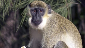 Serious monkey business: Researchers find origins of Florida colony