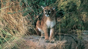 Attracted to taxidermy, mountain lion shatters window to enter San Bruno home