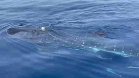 WATCH: Whale shark swims up to boat off Florida coast