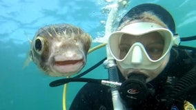 Diver takes adorable 'selfie' with pufferfish off Australian coast