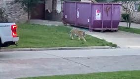 Video shows man confronted by tiger in residential Texas neighborhood