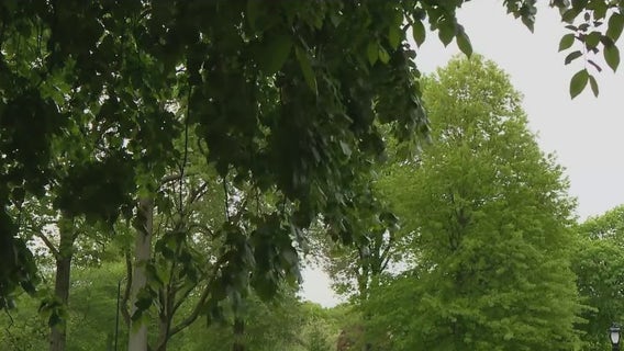 Why this allergy season may feel worse than usual