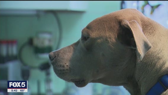 Your pets can have allergies too