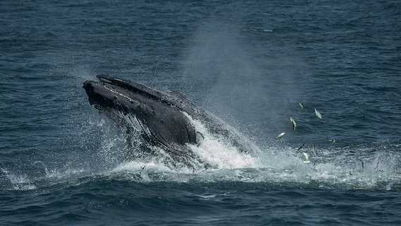 AUDIO: Humpback whales captured singing off New York