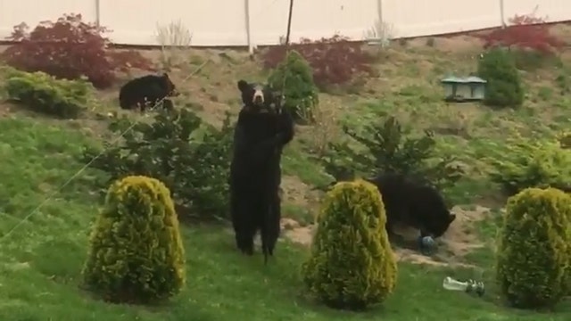 Mama bear and cubs caught looking for food in Massachusetts yard