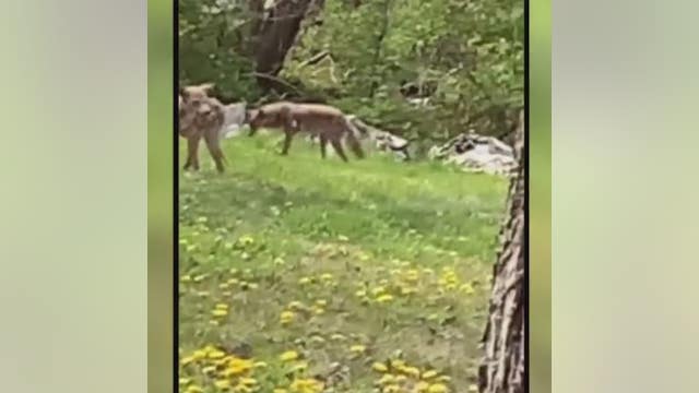 Pack of roaming coyotes leaves Detroit neighborhood rattled