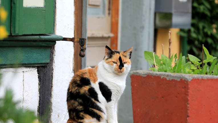 A cat
