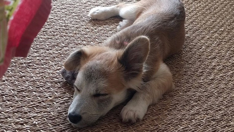 A light brown, white and gray puppy sleeping on a rug
