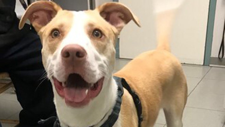 Zeus, an 8-month-old pit bill, was brought to the SPCA of Westchester after he was violently beaten by his owner, said the Humane Law Enforcement Unit of Westchester County.