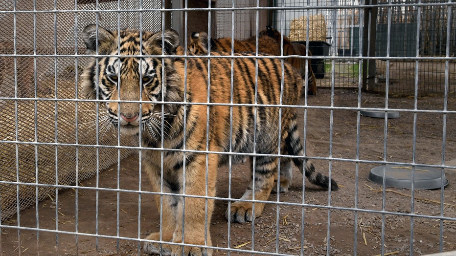 Zoo in Wynnewood, Oklahoma Features Exotic Animals