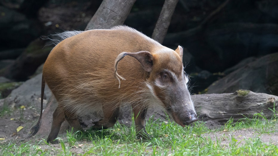 A red river hog in a zoo habitat