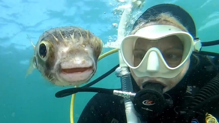 pufferfish selfie storyful 1