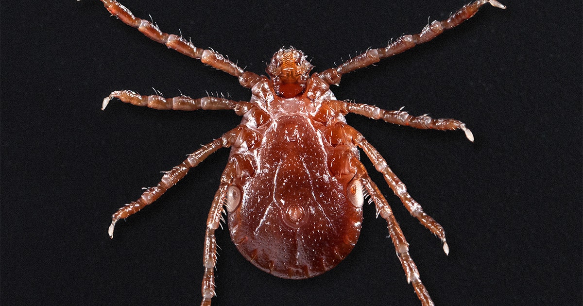 Risk of tick-borne illnesses remains high on Long Island | FOX 5 New York