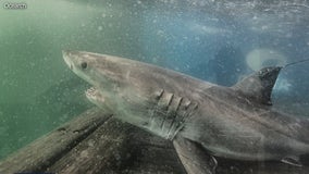 Trio of great white sharks spotted off of NY, NJ coasts