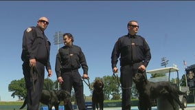 Very good boys, girls become NYPD's newest counterterrorism dogs