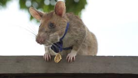 Hero rat retiring after 5 years of sniffing out land mines