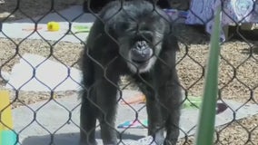 Oldest male chimpanzee in U.S. dies at 63