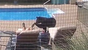 Video shows curious bear nudging man taking nap by pool