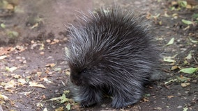 Baby porcupine now on display at Prospect Park Zoo