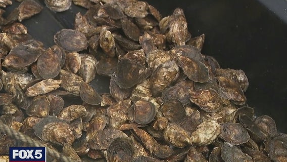 Long Island oyster farming program expanding