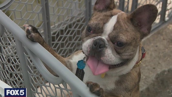Sick puppies recovering; pet store owner charged