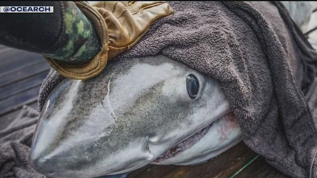 Massive great white shark spotted off the coast of New Jersey and Long Island