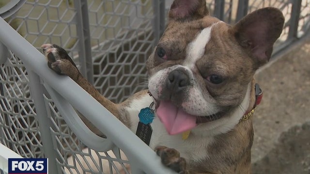 Sick puppies recovering; pet store owner charged