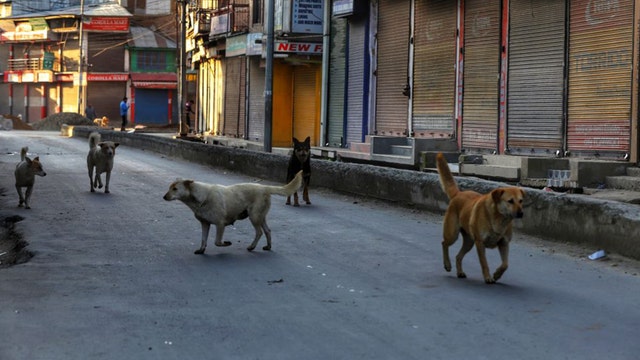 Canine coronavirus found in humans in Malaysia, study says
