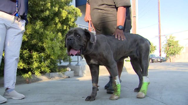 Community helps family pay medical bills for dog shot by LA County deputy