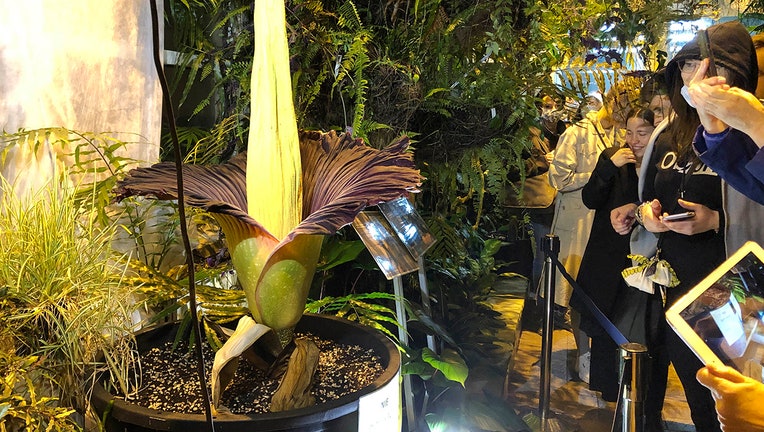 Huge flower blooming inside botanical garden as visitors look on and take pictures