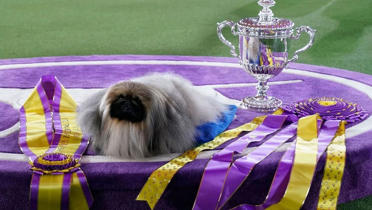 Pekingese dog "Wasabi" is seen with the trophy after winning Best in Show 