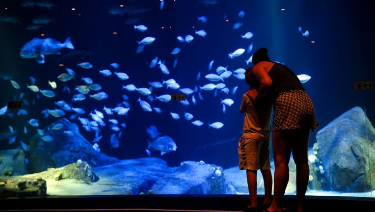 Visitors enjoy the Canyon's Edge tank, which is part of the Ocean Wonders exhibit on the first day of re-opening of the Wildlife Conservation Society New York Aquarium in Coney Island.