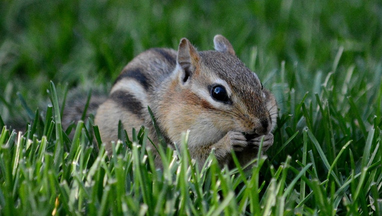 Closeup of a chipmunk in grass using its front paws to put something in its mouth
