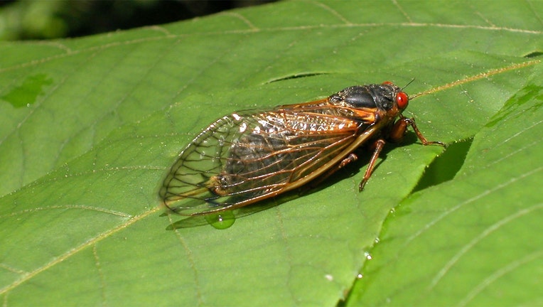 A newly emerged adult cicada from brood X suns itself on a leaf May 16, 2004 in Reston, Virginia - file photo. (Photo by Richard Ellis/Getty Images)