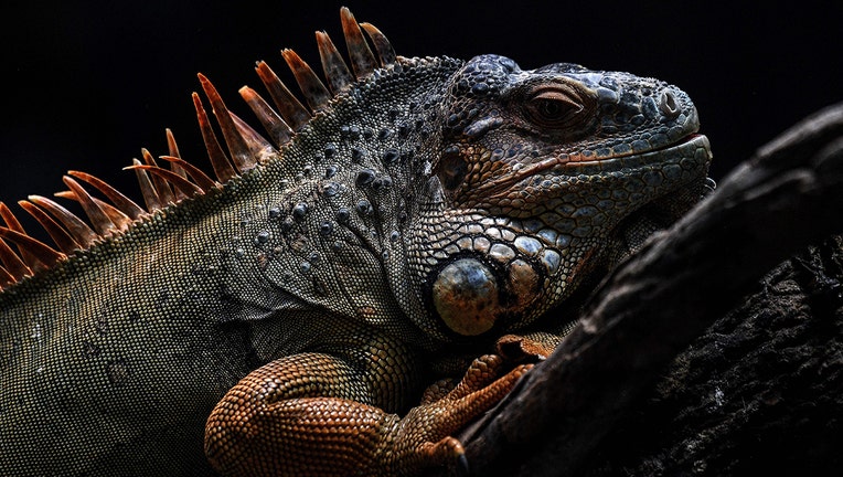 A file image on an iguana. (Photo by CHRISTOPHE ARCHAMBAULT/AFP via Getty Images)