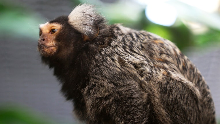 A marmoset monkey is seen at the Warsaw Zoo. (Photo by Anna Ferensowicz/Pacific Press/LightRocket via Getty Images)