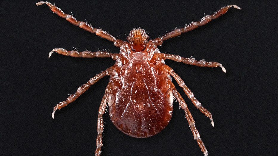 closeup view of the underside of a longhorned tick