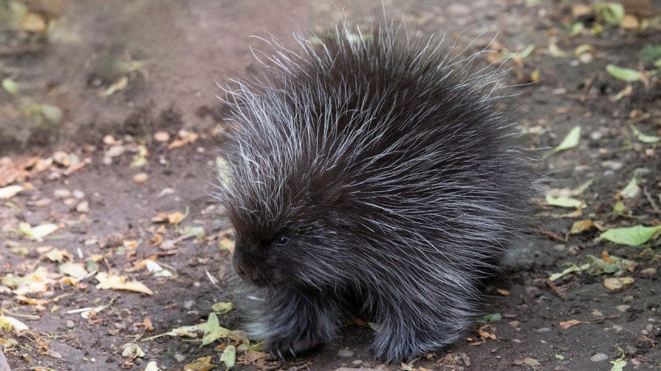 A porcupine on the zoo grounds