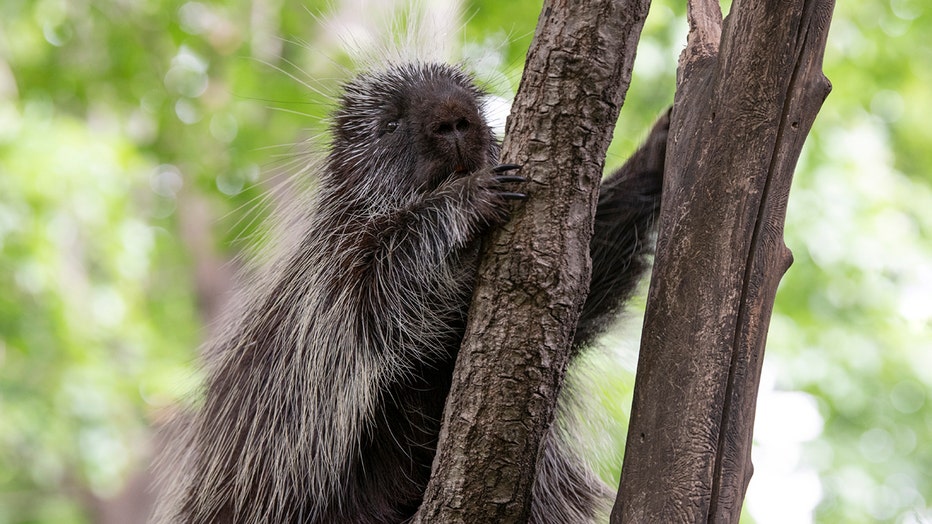 a porcupine on a tree