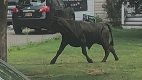 Runaway bull is still on the loose in Suffolk County