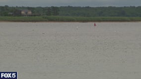 Brown tide threatens marine life off Long Island