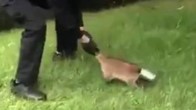 Raccoon's head gets stuck in can; cop comes to the rescue