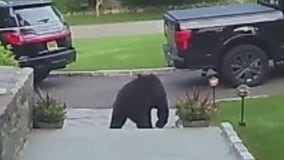 Bear sightings in Connecticut on the rise