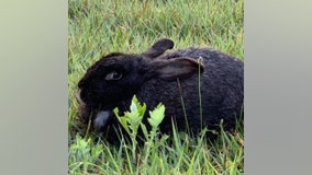 Dozens of domestic rabbits dumped in the woods