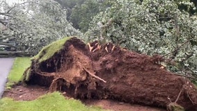 Tornado takes down trees in CT with 80 mph gusts