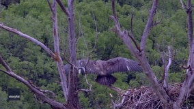 Moments before fledgling bald eagle’s 1st flight caught on video