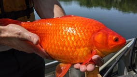 Giant goldfish turn up in Minnesota waterways