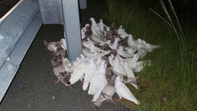 Confused homing pigeons block I-95 exit