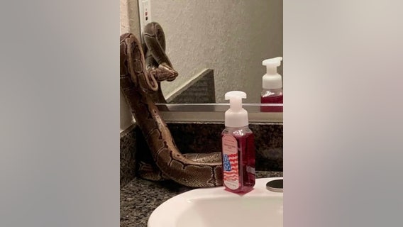 Orlando woman finds large python on bathroom counter - but that's not the terrifying part