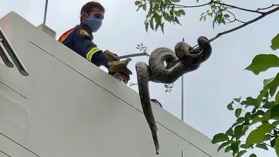 Massive python spotted in park in Bangkok